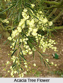 Acacia Tree in India