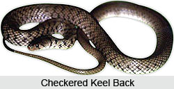 Keel Back Snake