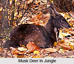 Musk Deer, Indian Animal