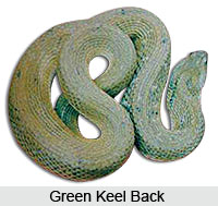 Keel Back Snake