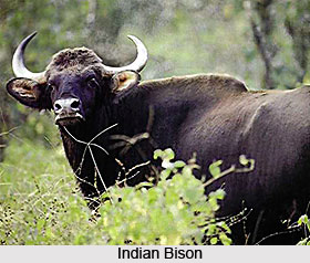 Bison, Indian Animal