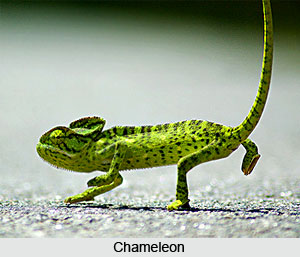 Chameleon, Indian Reptile