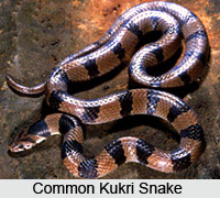 Common Kukri  Snake