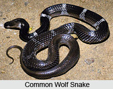 Common Wolf Snake