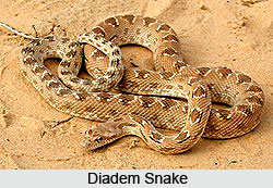 Diadem Snake