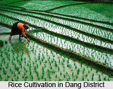 Economy of Dangs District