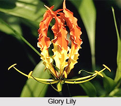 Glory Lily  , Indian Shrub