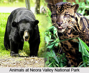 Neora Valley National Park, West Bengal