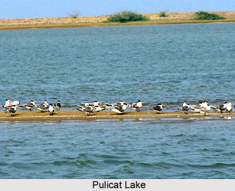 Pulicat Lake