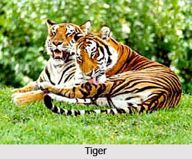 Pench National Park and Tiger Reserve, Madhya Pradesh
