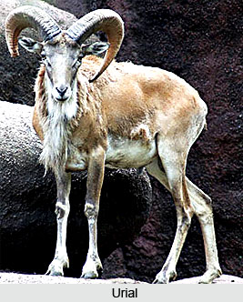 Urial, Indian Animal