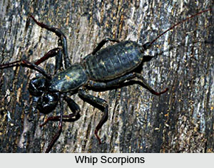 Whip Scorpions , Pedipalpi