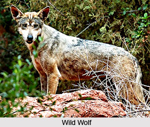 Wolf, Indian Wild Animal
