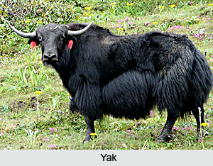 Yak, Indian Animal