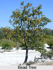 Bead Tree , Indian Tree