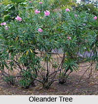 Oleander Tree , Indian Trees