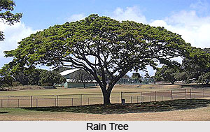 Rain Tree, Indian Tree