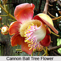 Cannon Ball Tree , Indian Tree
