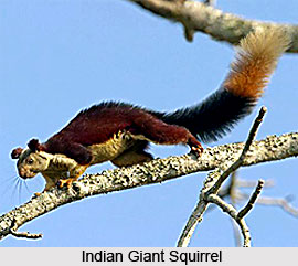 Squirrels, Indian Species