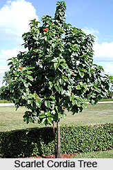 Scarlet Cordia Tree , Indian Tree
