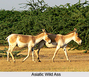 Asiatic Wild Ass, Indian Wild Animal