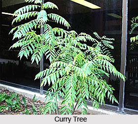 Curry Tree