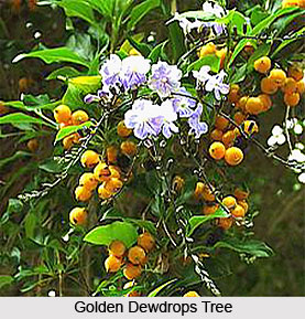 Golden Dewdrops Tree , Indian Trees