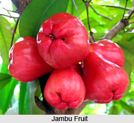 Jambu, Rose Apple Tree