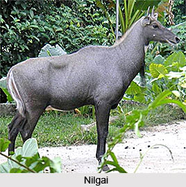 Nilgai , Indian Animal