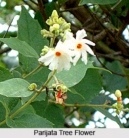 Parijata Tree, Indian Tree