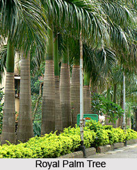 Royal Palm Tree , Indian Tree