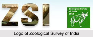 Zoological Survey of India