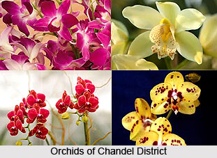 Flora and Fauna of Chandel District