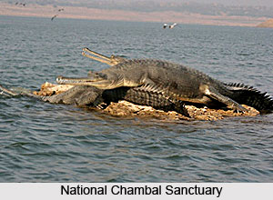 National Chambal Sanctuary, Uttar Pradesh