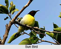 Thattekkad Bird Sanctuary, Kerala