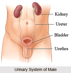 Treatments of Urinary Disorders