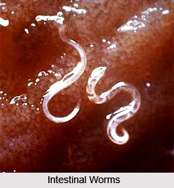 Treatment of Intestinal Worms