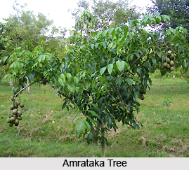 Amrataka, Indian Medicinal Plant