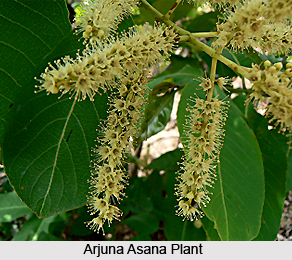 Arjuna Asana, Indian Medicinal Plant