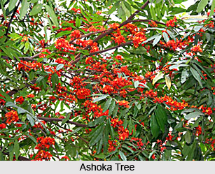 Ashoka Tree, Indian Medicinal Plant