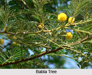 Babla/Babula, Indian Medicinal Plant
