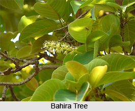 Bahira, Indian Medicinal Plant