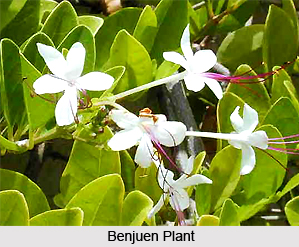 Benjuen, Indian Medicinal Plant