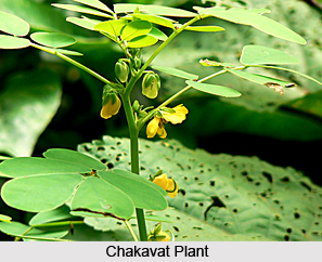 Chakavat, Indian Medicinal Plant