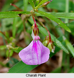 Charati, Indian Medicinal Plant