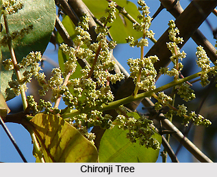 Chironji, Indian medicinal plant