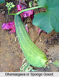 Dhamargava, Sponge Gourd, Indian Medicinal Plant