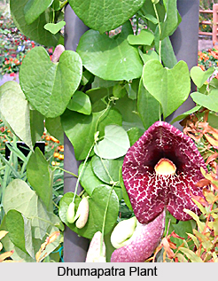 Dhumapatra, Indian Medicinal Plant