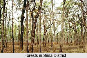 Forests in Sirsa District