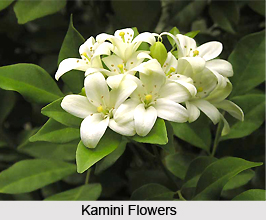 Kamini, Indian Medicinal Plants